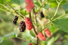 How to Use Mulberry for Weight Loss
