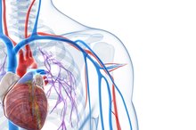What Are the Three Major Parts of the Cardiovascular System?