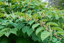 What Are the Benefits of Japanese Knotweed?