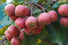 Hawthorn Berry and Weight Loss