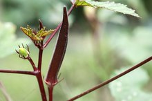 Nutritional Information for Okra Leaves