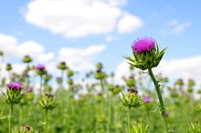 Milk Thistle and Liver Enzymes