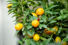 Fiber in Mandarin Oranges