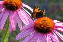 Side Effects of Too Much Echinacea