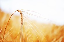 Wheat Grain & Eczema