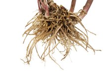 The Signs of Valerian Root Allergies