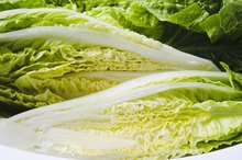 Can Lettuce Thicken Your Blood?