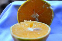 Effect of Grapefruit Juice on Paracetamol