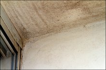 How to Get Rid of Mold & Fungus in Your Home