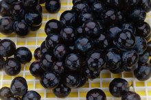 About Blueberries and Gout