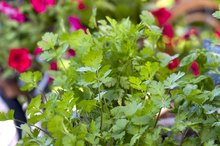 Parsley Leaf Capsules Benefits
