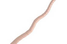 What Are the Effects of Tapeworms in Humans?