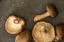 Mushrooms That Are Antiviral