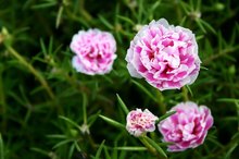 Medicinal Uses of Carnations