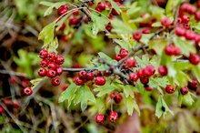 Hawthorn Berry Herb as a Diuretic