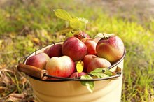 Apple Varieties With Less Sugar