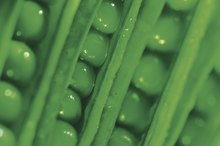 The Glycemic Index of Green Peas