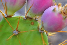 Nutrition Facts of Nopal Cactus