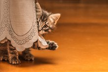 Cat Dander That Causes Anaphylactic Shock