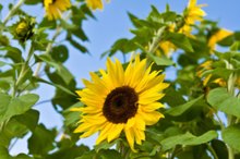 Do Sunflower Seeds Cause Pimples?