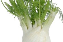 The Fennel Herb and Estrogen