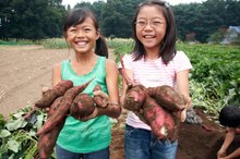 Japanese Sweet Potato Nutrition