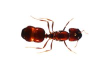How to Help a Bull Ant Bite