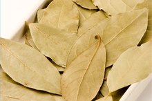 Narcotic Effects of Bay Leaves