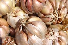 Garlic Treatment for Warts