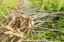 Cassava Benefits
