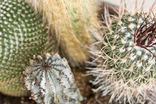 How to Treat Cactus Wound