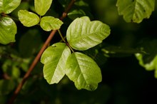 Never Eat These 3 Things If You've Ever Had Poison Oak or Poison Ivy