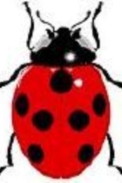 Ladybug photo from Yahoo! Images: www.pestcontrol-products.com, Ladybug habitat photo from Yahoo! Images: www.wonderpixie.com