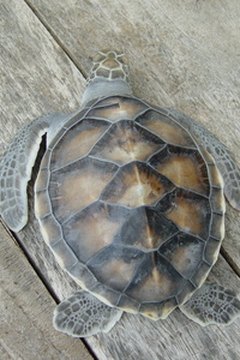 turtle image by Amjad Shihab from Fotolia.com