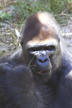gorille(gorilla gorilla) image by nuno91 from Fotolia.com