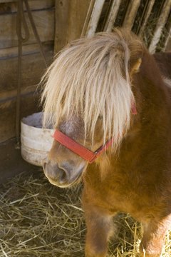 pony image by michele goglio from Fotolia.com