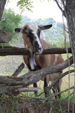 goat image by milemarsovac from Fotolia.com