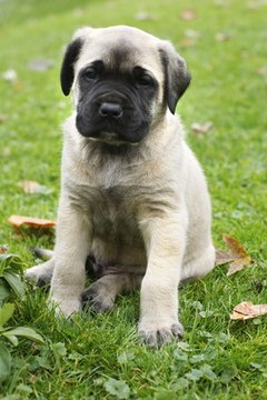 baby english mastiff image by Joy Fera from Fotolia.com
