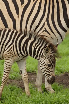 Facts on Zebra Babies | Sciencing