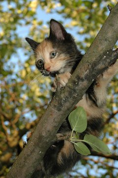 kitten on the tree image by Irina Efremova from Fotolia.com