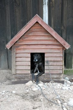 Lonely dog watching out of his kennel image by asmik from Fotolia.com