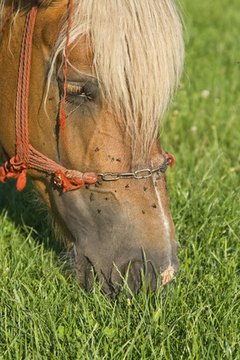 Horse grazing portrait image by Radu Razvan from Fotolia.com