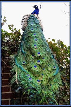 Image by Flickr.com, courtesy of Tony