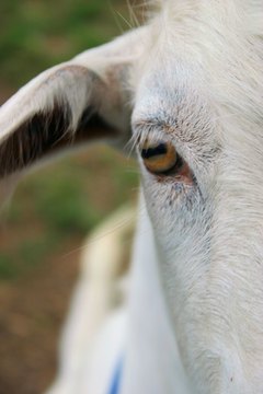 goats eye image by Allyson Ricketts from Fotolia.com