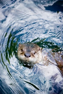Otter image by Mat Hayward from Fotolia.com