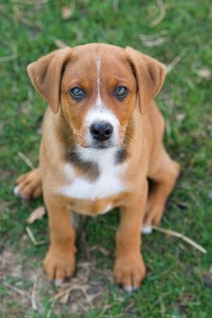 dog image by Renata Osinska from Fotolia.com