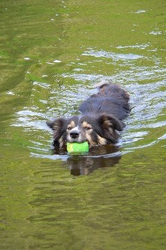 Dog swimming image by Kevin McGrath from Fotolia.com