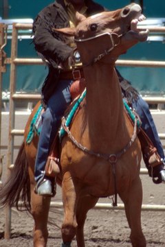cowboy & horse image by Clarence Alford from Fotolia.com