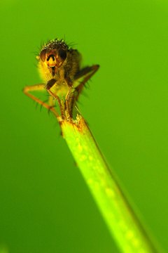 insect image by Czintos Ödön from Fotolia.com