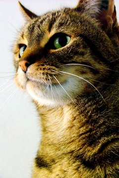 Katze Denkt image by life_artist from Fotolia.com